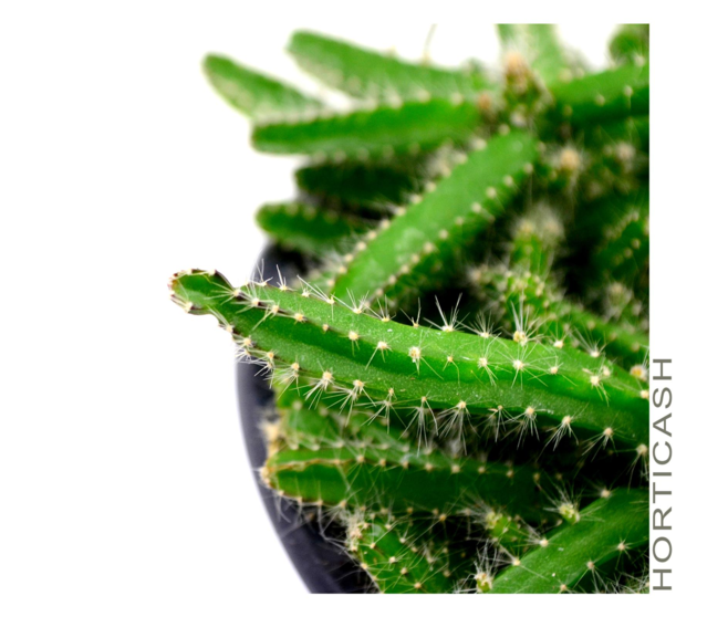 APOROCACTUS SUSP