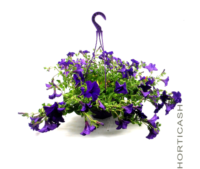 PETUNIA RETOMBANT SUSP