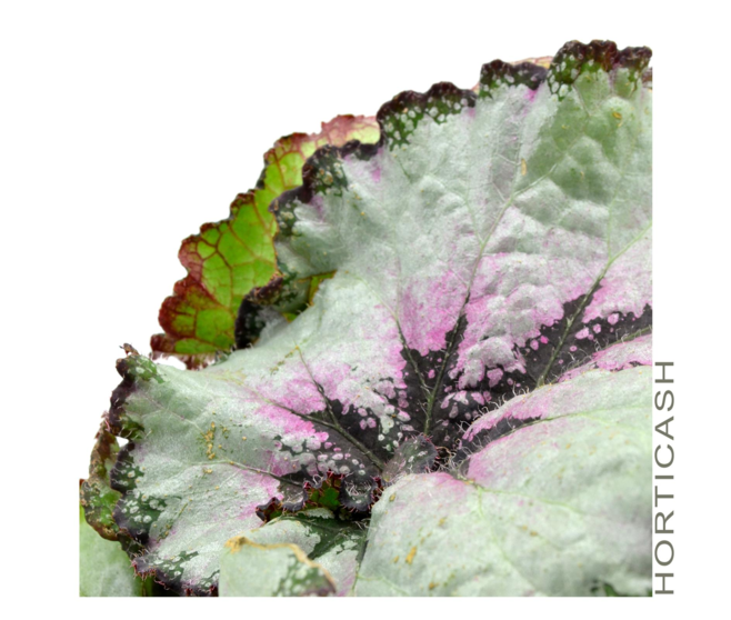 PLANTES VERTES CERAM