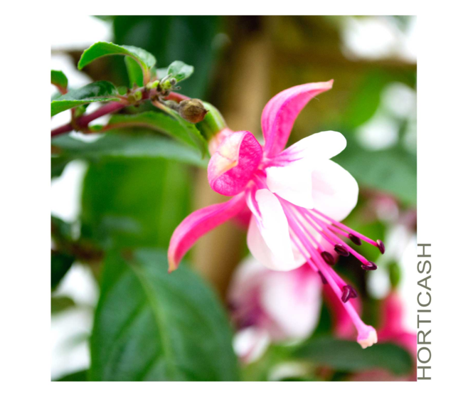 FUCHSIA PALISSE