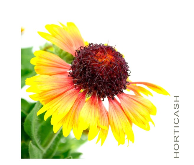 GAILLARDE