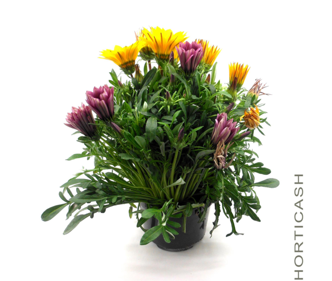 GAZANIA