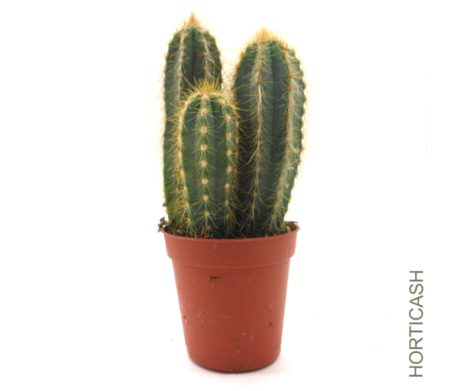 CACTUS VARIES