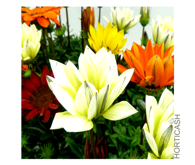 GAZANIA VARIE