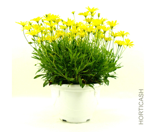 OSTEOSPERMUM COUPE