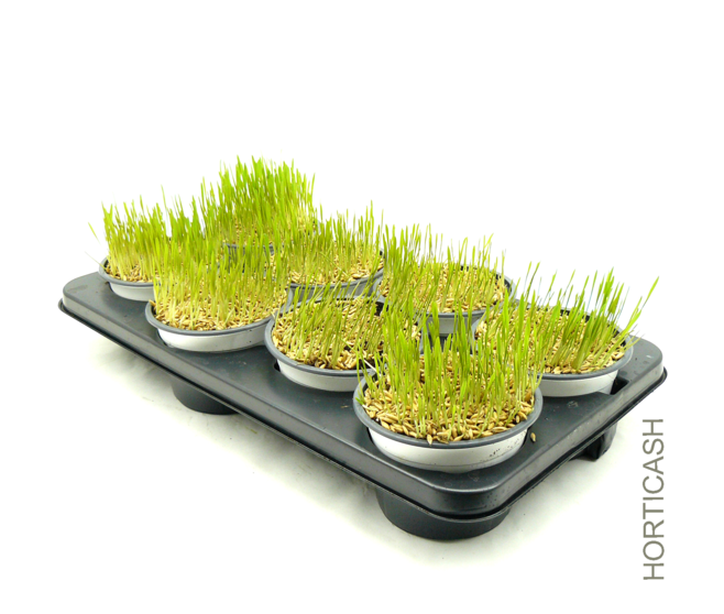 HERBE A CHAT