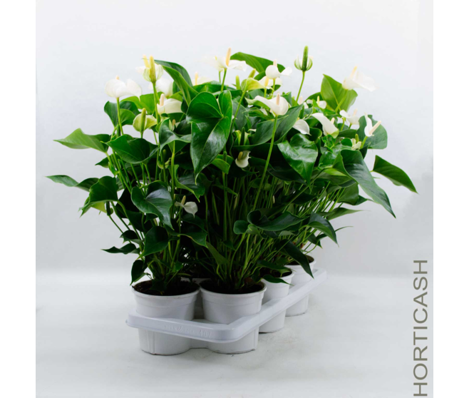 ANTHURIUM ANDREANUM BLANC