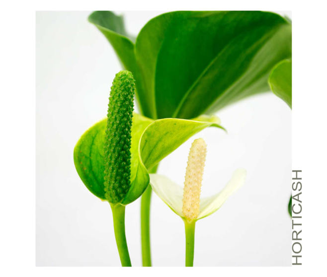 ANTHURIUM ANDREANUM BLANC