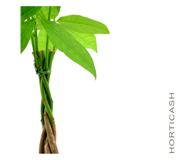 PACHIRA TRESSE