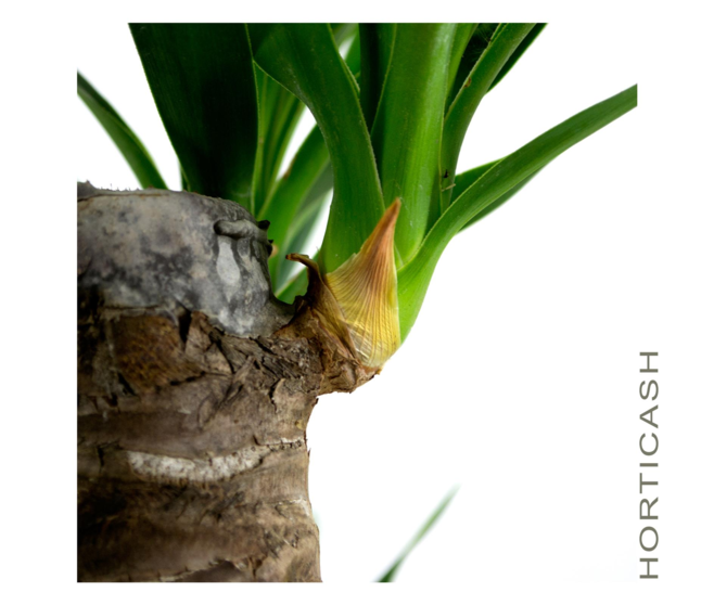 YUCCA 60-30-20