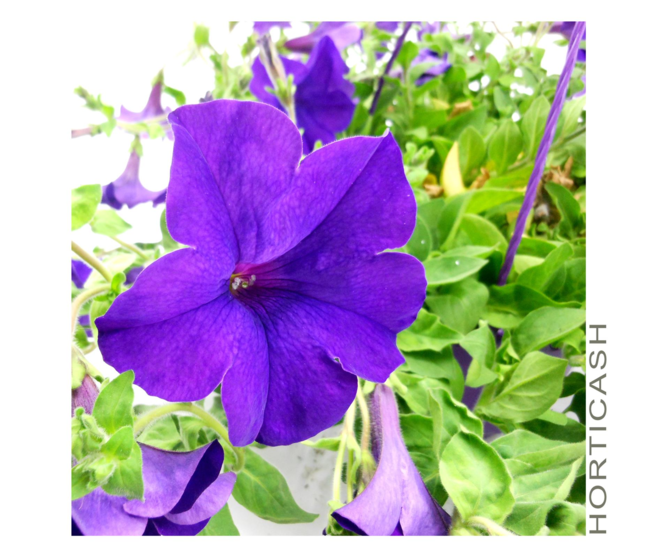 PETUNIA RETOMBANT SUSP