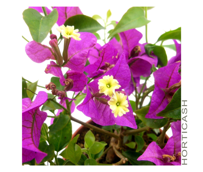 BOUGAINVILLIER VIOLET