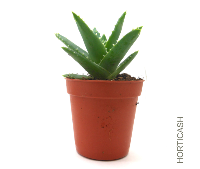 ALOE VARIES