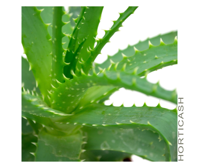 ALOE ARBORESCENS