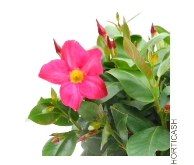 DIPLADENIA SANDERI COUPE COLOREE