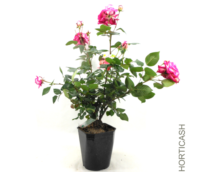 ROSIER G FL