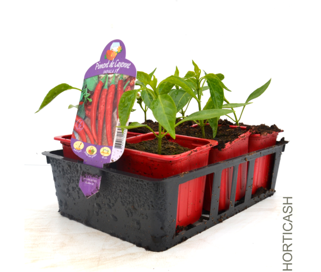 PIMENT DE CAYENNE BQ6