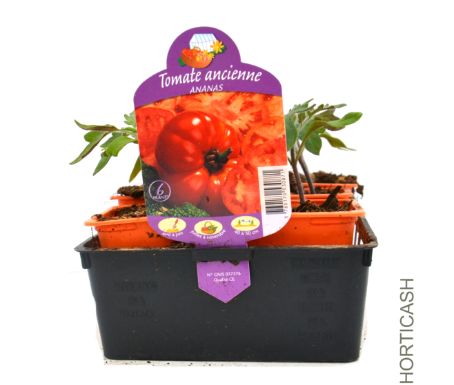TOMATE ANANAS BQ3