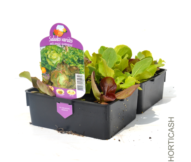 SALADE 4 VARIETES BQ12
