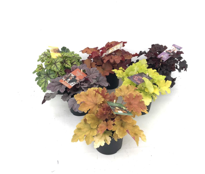 HEUCHERA VARIES