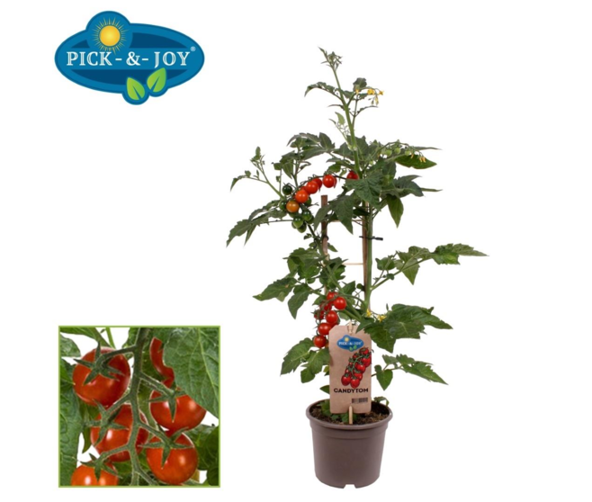 TOMATE CERISE CRAZY CHERRY
