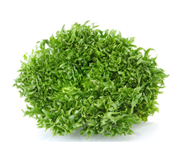 CHICOREE FRISEE DORANA BQ24