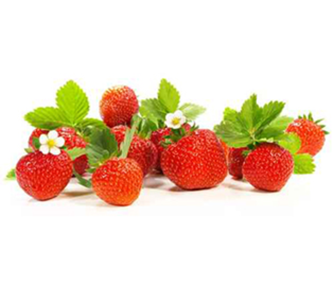 FRAISIER REMONTANT MARIGUETTE BQ6