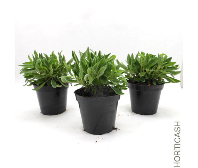 SAUGE OFFICINALE