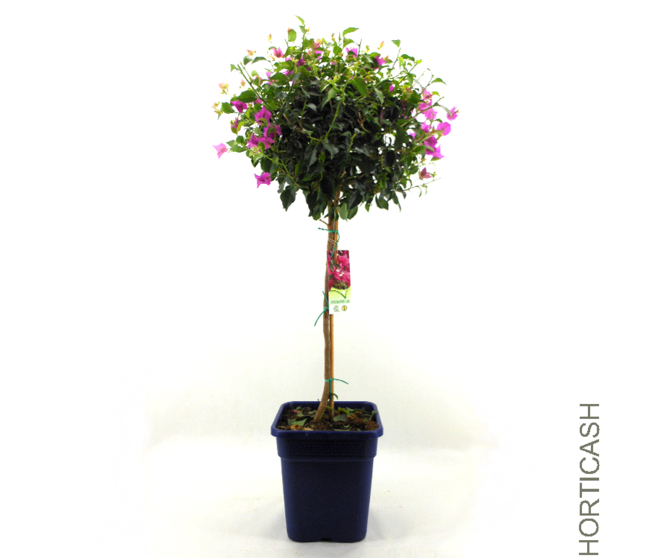 BOUGAINVILLIER VIOLET TIGE