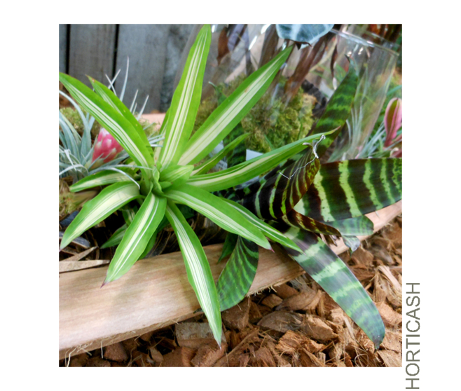 BROMELIACEE VARIES