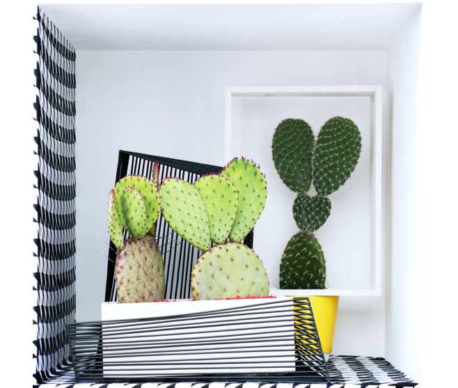 CACTUS OPUNTIA
