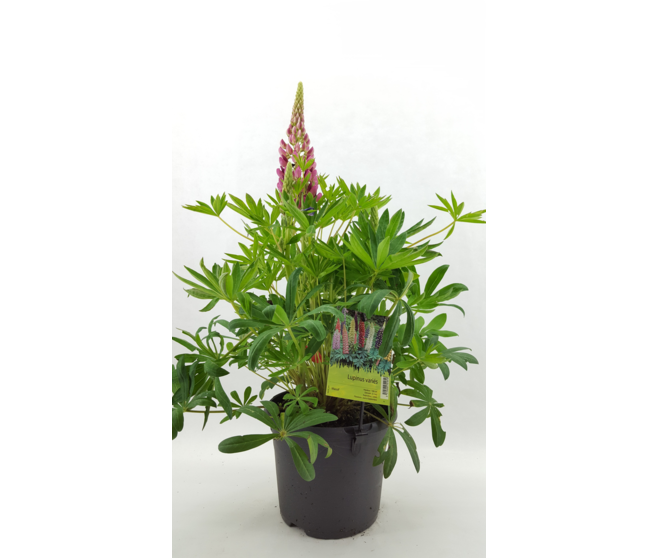 LUPIN
