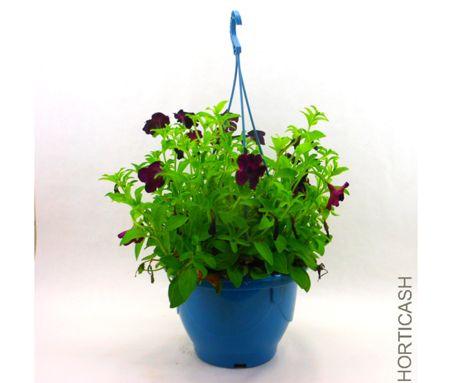 PETUNIA RETOMBANT SUSP P COLORE
