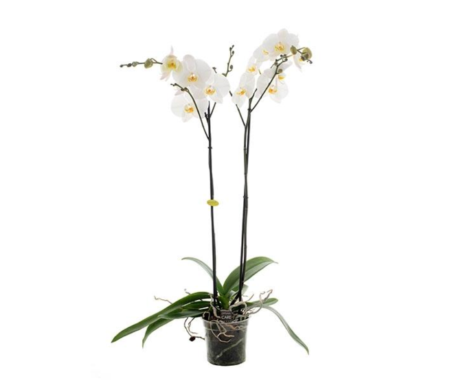 PHALAENOPSIS 2BR BLANC