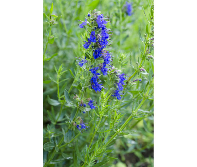 HYSOPE OFFICINALE