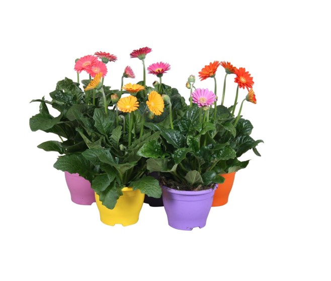 GERBERA GARVINEA