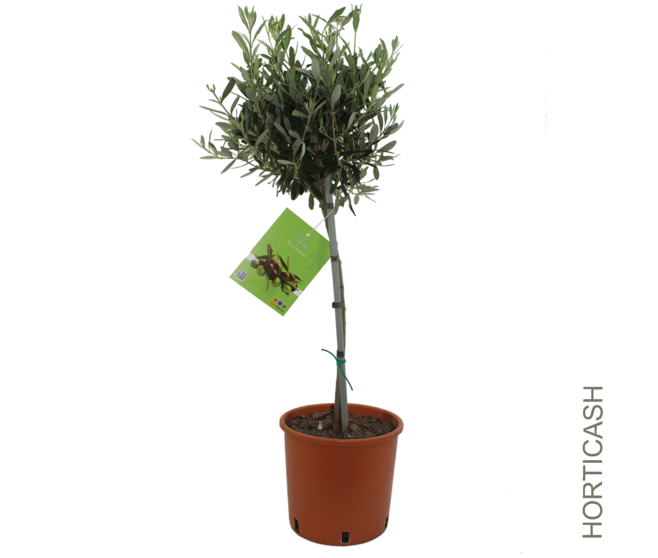 OLEA EUROPEA TIGE