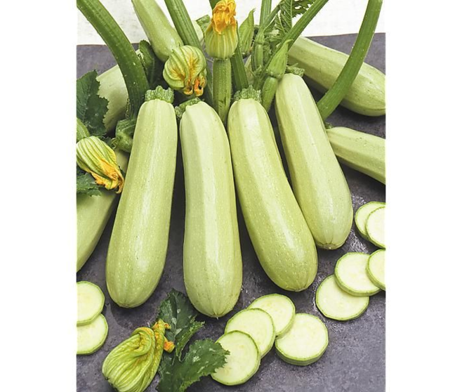 COURGETTE LOREA LONGUE BLANCHE