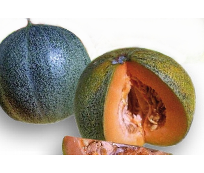 MELON PETIT GRIS RENNES