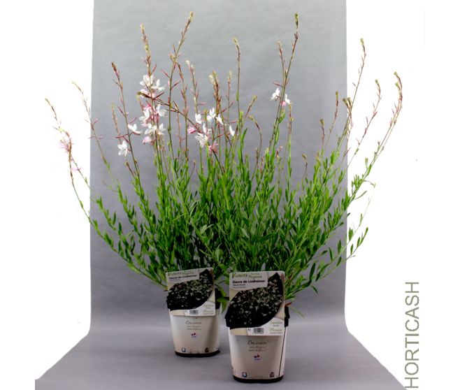 GAURA LINDHEIMERI SHORT FORM