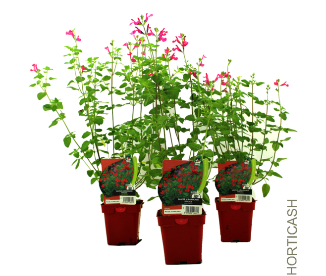 SAUGE GRAHAMII ROUGE