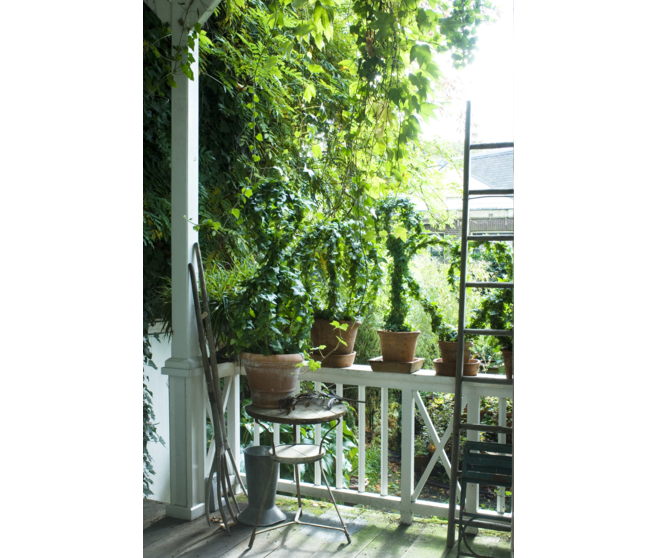 HEDERA ELJA VERT SUSP