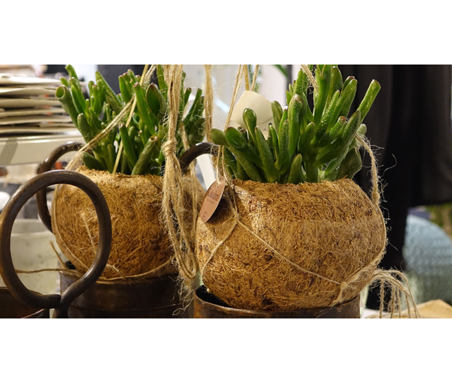 SUCCULENTE KOKODAMA