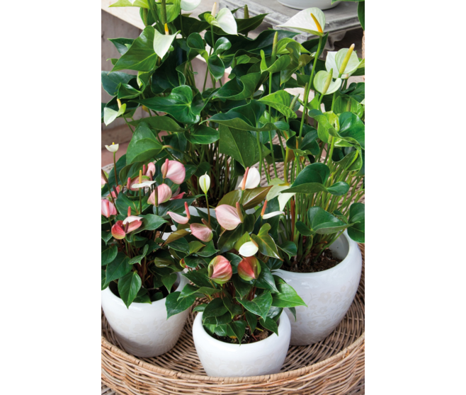 ANTHURIUM ANDREANUM BLANC