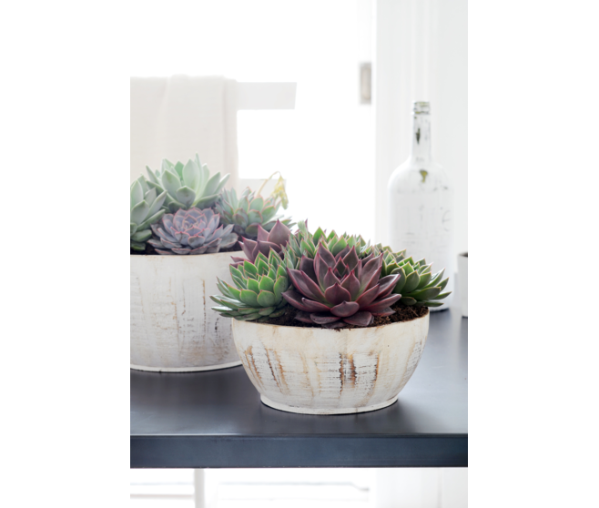 ECHEVERIA VON NURNBERG