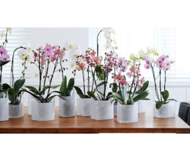 PHALAENOPSIS 1BR VARIE