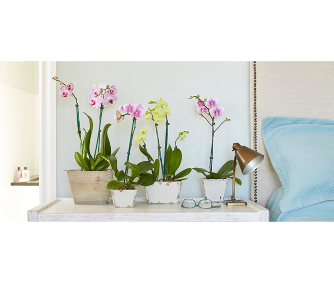 PHALAENOPSIS 1BR VARIE