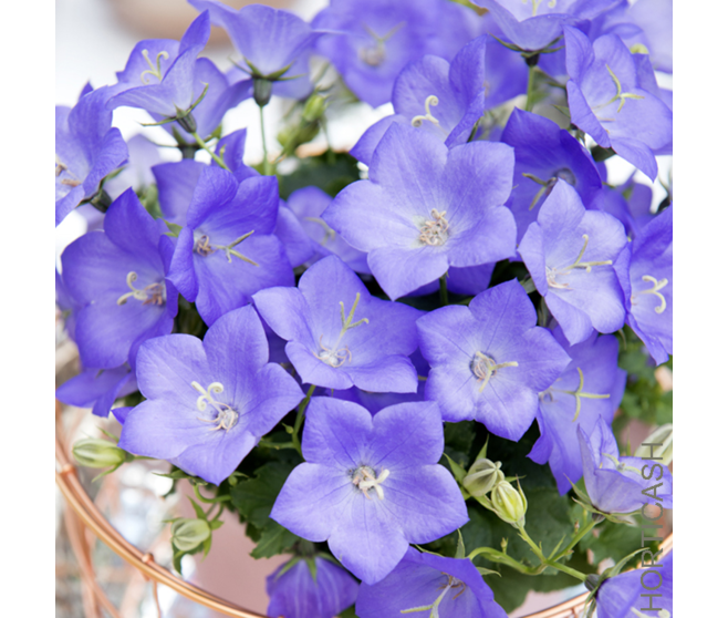 CAMPANULE AVIDA BLUE