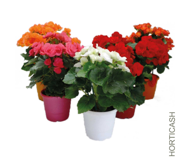 BEGONIA RIEGGER P COLORE