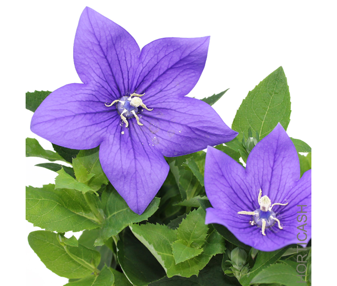 PLATYCODON GRANDIFLORUM BLEU